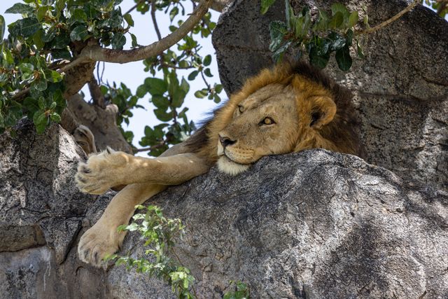 Explorer's East Africa: Uganda, Kenya, Tanzania & Zanzibar